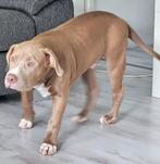 American bully xl, Rabiës (hondsdolheid), 15 weken tot 1 jaar, Eén hond, Nederland