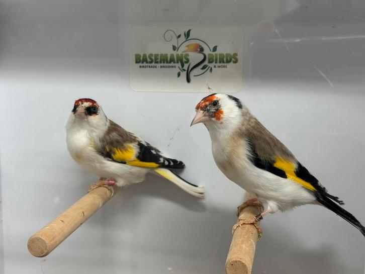 Bonte majoor putters, Dieren en Toebehoren, Vogels | Overige Vogels, Wildzangvogel, Meerdere dieren, Geringd