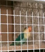 Prachtig koppel agapornis fisheri albino x yellow face, Meerdere dieren, Dwergpapegaai of Agapornis, Geringd