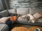 Hondenoppas in huiselijke kring., Diensten en Vakmensen, Dieren | Honden | Verzorging, Oppas en Les, Particuliere oppas