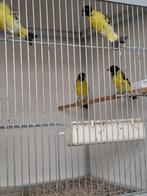 Zwartkopsijs, Dieren en Toebehoren, Vogels | Overige Vogels, Meerdere dieren, Tropenvogel, Geringd