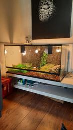 Rattenslangen Incl terrarium 100x50, Dieren en Toebehoren, Ophalen of Verzenden, Terrarium of Paludarium, Zo goed als nieuw