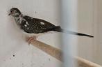4 jonge bonte diamantduifjes, Dieren en Toebehoren, Vogels | Duiven
