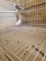 Mooi bonte diamant duifen, Dieren en Toebehoren, Vogels | Overige Vogels, Meerdere dieren, Tropenvogel