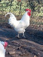 Broedeieren Poulle de Bresse, Dieren en Toebehoren, Pluimvee