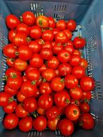 Tomaten vers, Ophalen of Verzenden