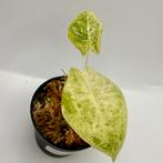 Alocasia Epilithica Marble Variegata, Huis en Inrichting, Kamerplanten, Verzenden, Halfschaduw, Minder dan 100 cm