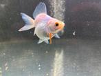 2x witte sluierstaart goudvis, Dieren en Toebehoren, Vis