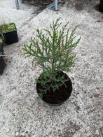 Sequoiadendron giganteum Mammoetboom, Tuin en Terras, Planten | Bomen, In pot, Bloeit niet, Halfschaduw, Minder dan 100 cm