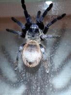 Pterinopelma sazimai + terrarium €75 ophalen in Dordrecht, Dieren en Toebehoren, Spin of Schorpioen