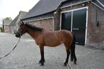 Leuke allround pony, Dieren en Toebehoren, Paarden, Merrie, Minder dan 160 cm, B, Ontwormd