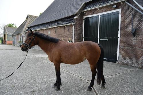 Leuke allround pony, Dieren en Toebehoren, Paarden, Merrie, B, Minder dan 160 cm, 11 jaar of ouder, Recreatiepaard, Ontwormd, Ingeënt