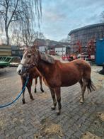 Super brave new forest d pony merrie, kinderpony/fokmerrie., Merrie, Niet van toepassing, 11 jaar of ouder, Recreatiepony