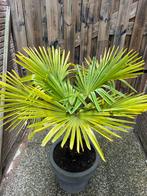 Trachycarpus Fortunei palm, 100 tot 250 cm, Zomer, Palmboom, Ophalen
