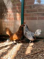 Krielkippen 2 Sebright hennen, goud en zilver,, Dieren en Toebehoren, Pluimvee, Meerdere dieren, Kip