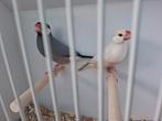 Kweekkoppel rijstvogels, Meerdere dieren, Tropenvogel, Geringd