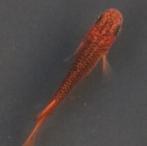 Medaka Red Dragon- Japanse Rijstvis eitjes te koop, Dieren en Toebehoren, Vissen | Aquariumvissen, Vis