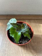 Mini plantje Begonia Rex, Overige soorten, Minder dan 100 cm, Ophalen of Verzenden, Halfschaduw