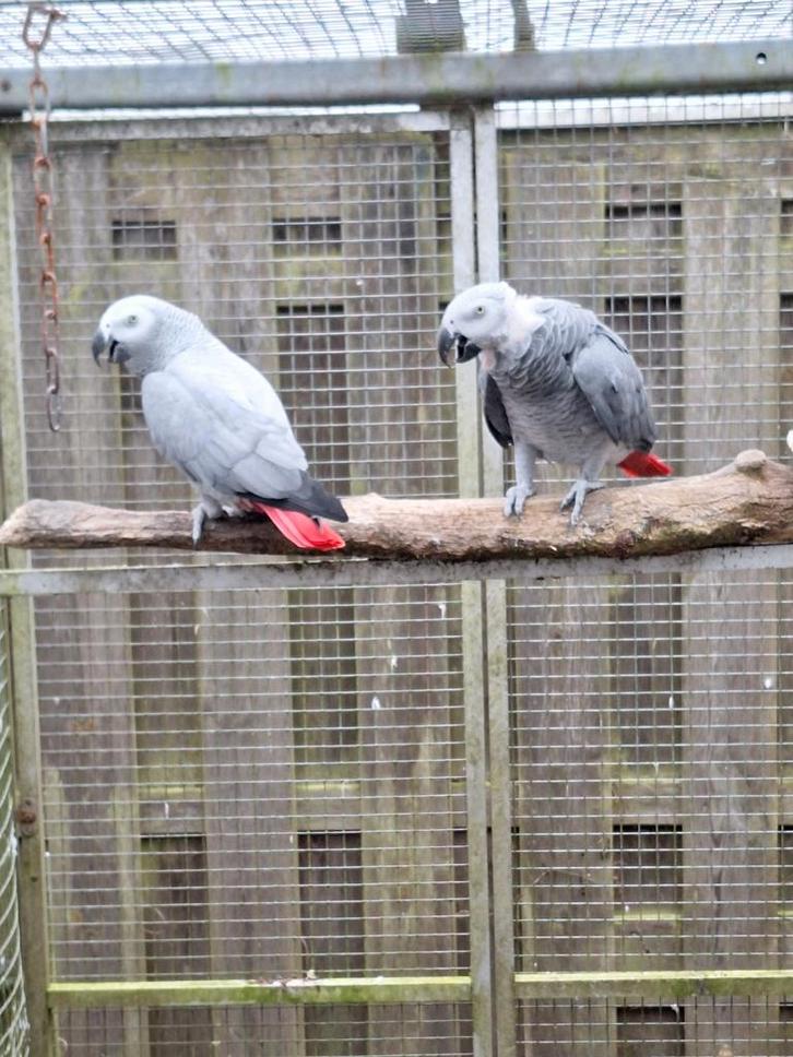 Kweekkoppels grijze roodstaart, Dieren en Toebehoren, Vogels | Parkieten en Papegaaien, Papegaai