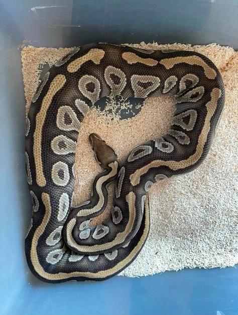 Bewezen Kweekvrouw Phantom 100% het Ultramel, Dieren en Toebehoren, Reptielen en Amfibieën, Slang