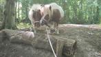 Verzorger/verzorgster gezocht, Dieren en Toebehoren, Ophalen of Verzenden