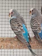 Te koop grasparkieten blackface, dun fallow en split, Dieren en Toebehoren, Vogels | Parkieten en Papegaaien, Meerdere dieren
