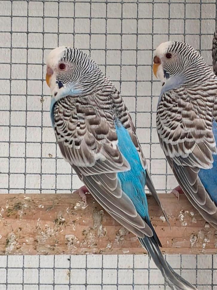 Te koop grasparkieten blackface, dun fallow en split, Dieren en Toebehoren, Vogels | Parkieten en Papegaaien, Meerdere dieren