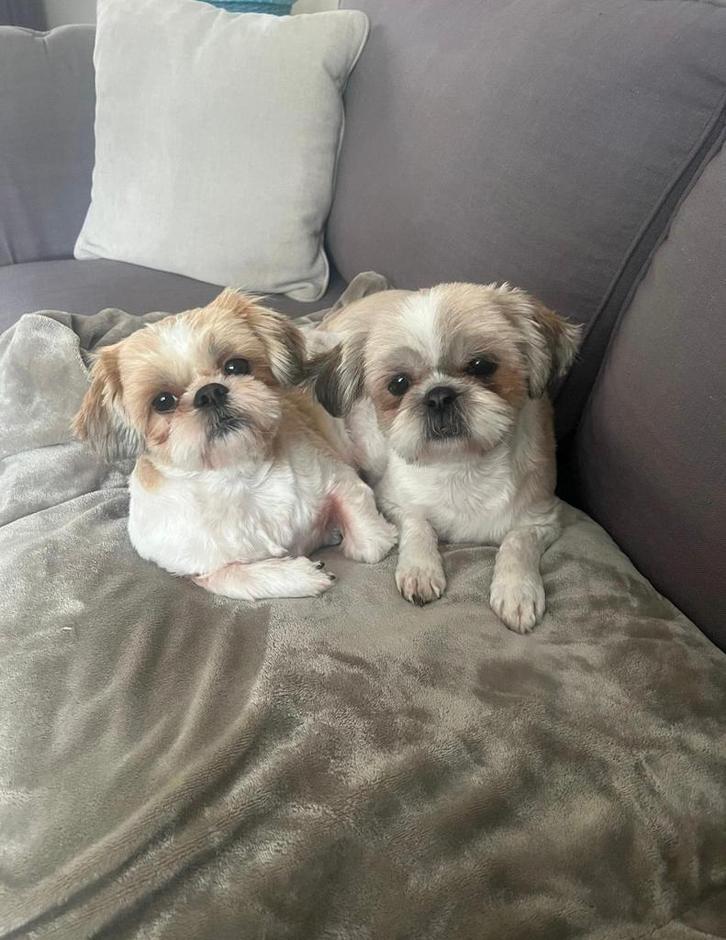 2 lieve Shih Tzus teefjes, Dieren en Toebehoren, Honden | Chihuahua's en Gezelschapshonden, Teef, Overige rassen, Particulier