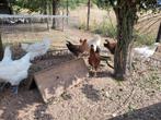 Legkippen, Dieren en Toebehoren, Vrouwelijk, Kip