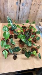 Pakket plant 21 stuks variegata philo Alocasia monstera, Huis en Inrichting, Kamerplanten, Ophalen of Verzenden