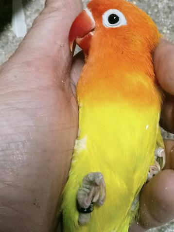 Prachtige agapornis fisheri opaline split rood factor man  beschikbaar voor biedingen