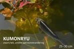 5x Japanse koi variëteiten – Kumonryu & Utsuri types – 25-3, Dieren en Toebehoren, Vissen | Vijvervissen, Karper of Koi
