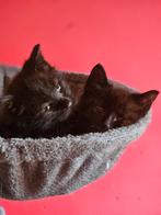 Nog 1  lieve zwarte katertjes zoeken een goed tehuisje, Dieren en Toebehoren, Katten en Kittens | Overige Katten, Meerdere dieren