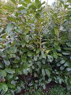 Prunus Novita, Ophalen, Laurier, Haag, 100 tot 250 cm