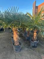 Trachycarpus fortunei palmen. 7 stuks nog, Tuin en Terras, Planten | Bomen, 100 tot 250 cm, Zomer, Palmboom, Ophalen