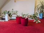 Jade Plant set, Ophalen, Halfschaduw, Minder dan 100 cm