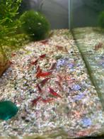 Jonge Bloody Mary Garnalen, Dieren en Toebehoren, Vissen | Aquariumvissen, Vis, Zoetwatervis, Schoolvis
