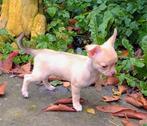 Chihuahua pups, puppies, raszuiver, Dieren en Toebehoren, Honden | Chihuahua's en Gezelschapshonden, 8 tot 15 weken, CDV (hondenziekte)