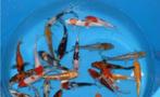 HQ Import koi 12 / 15 cm bij Koidream in Valburg, Dieren en Toebehoren, Vissen | Vijvervissen, Karper of Koi