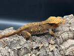 Correlophus ciliatus - Wimpergekko, Dieren en Toebehoren, Reptielen en Amfibieën, Hagedis