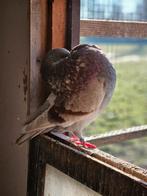 Te koop koppel holle kroppers, Dieren en Toebehoren, Meerdere dieren