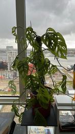 Monstera Gatenplant met mosstok, Huis en Inrichting, Kamerplanten, Overige soorten, Minder dan 100 cm, Ophalen of Verzenden, Halfschaduw