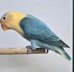 Agapornis fischeri opaline, Geslacht onbekend, Dwergpapegaai of Agapornis, Geringd