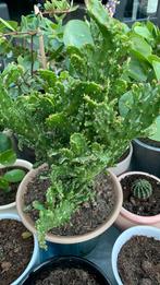 Cactus plant met pot €8, Ophalen, Cactus, Minder dan 100 cm