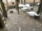 Pauwen, Dieren en Toebehoren, Pluimvee, Meerdere dieren, Overige soorten