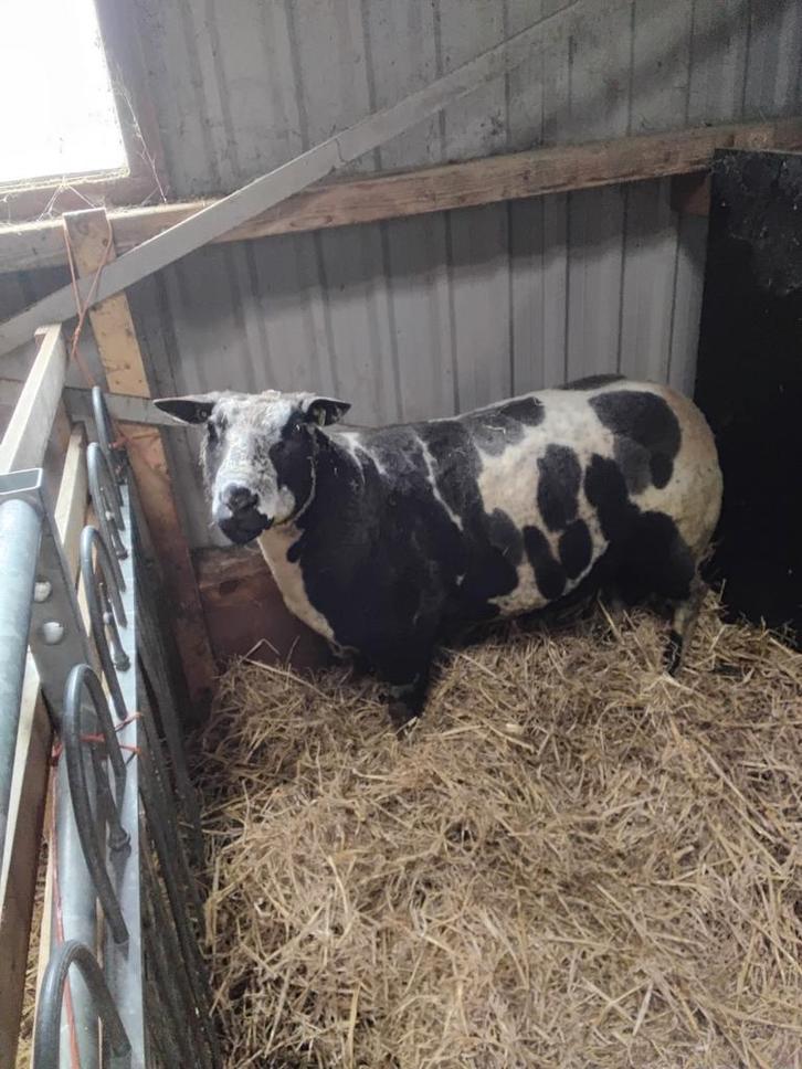 Beste bonte ram, Dieren en Toebehoren, Schapen, Geiten en Varkens, Schaap, Mannelijk