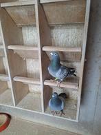 Blauwe doffer aangeboden, Dieren en Toebehoren, Vogels | Duiven, Meerdere dieren, Postduif