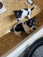 Boerenfox puppy, Jack Russell Terriër, Teef, Meerdere, Nederland