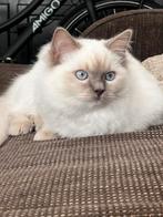 Lieve 100% Ragdoll kater, Dieren en Toebehoren, Katten en Kittens | Raskatten | Langhaar, Kater, Ontwormd, 0 tot 2 jaar