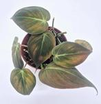 Philodendron Micans, Ophalen of Verzenden, Overige soorten, Minder dan 100 cm